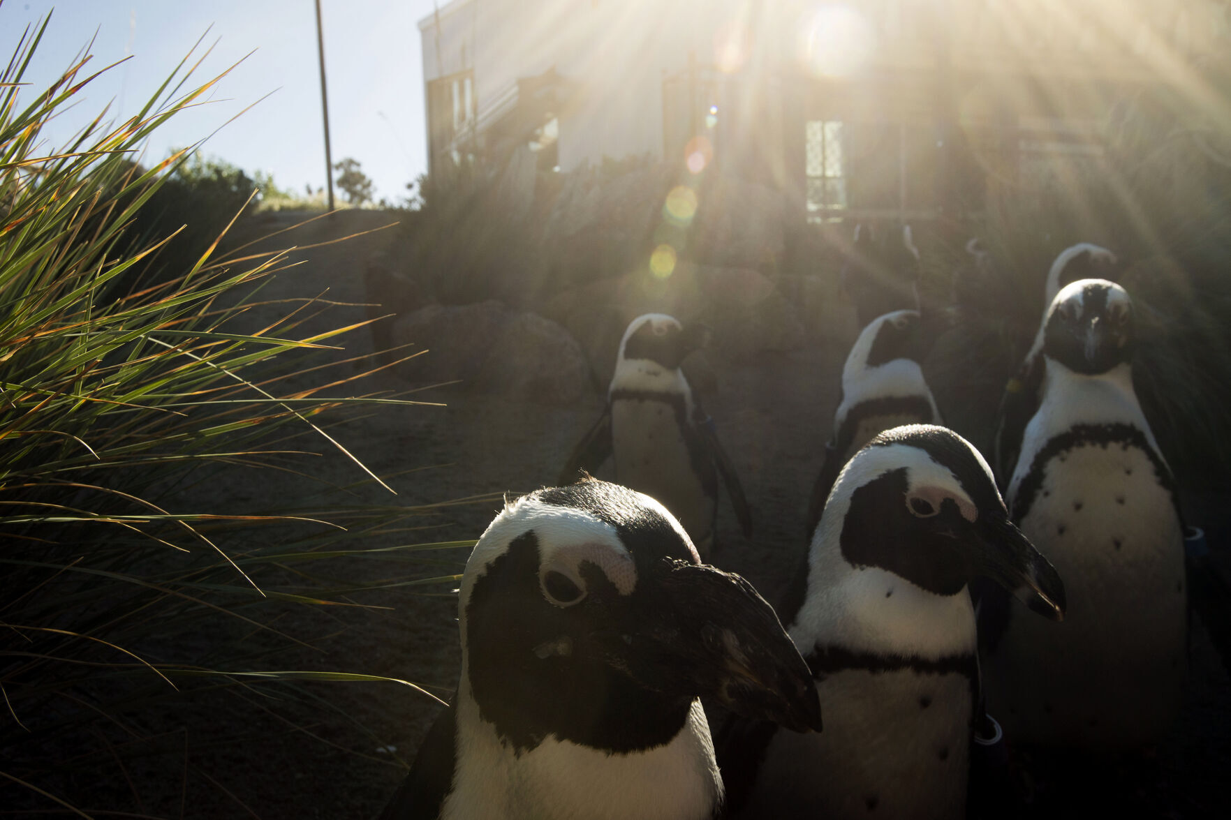 101721-life-zoo 01